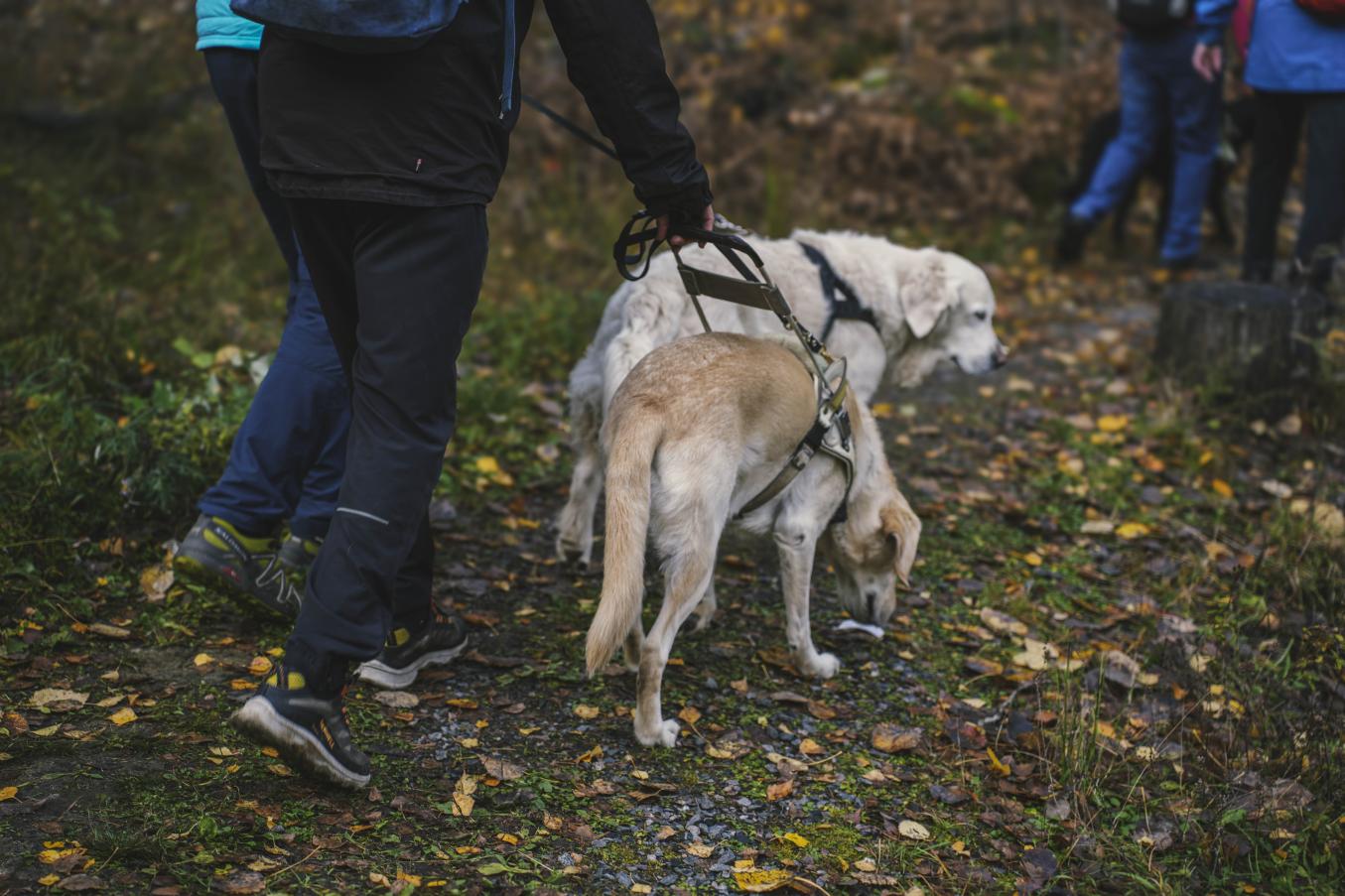 Kaksi henkilöä kävelee metsäpolulla valjaissa olevien koirien kanssa; syksyinen polku on lehtien peitossa ja edellä kulkee muita ulkoilijoita.